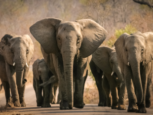 Elephants